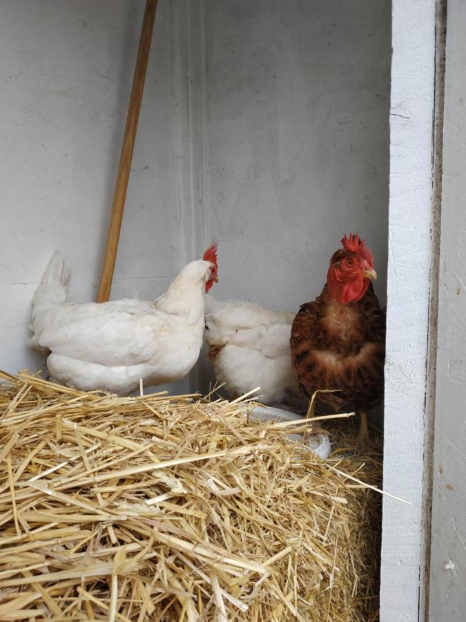 La Ferme Des Escampades Acomodação com café da manhã Monteux Exterior foto